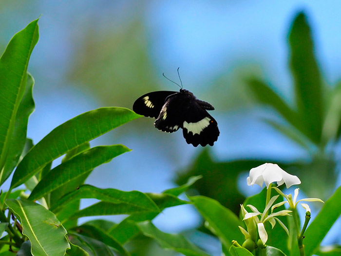 プトリクスモンキアゲハ Papilio woodfordi ptolychus