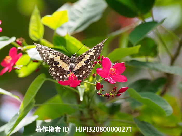 オナシアゲハ　Papilio demoleus