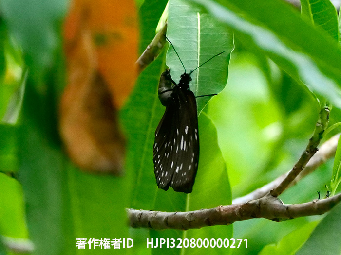 オオムラサキマダラの産卵　Euploea phaenareta 