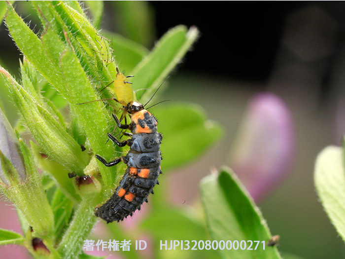 アブラムシを食べるナナホシテントウの幼虫　Coccinella septempunctata