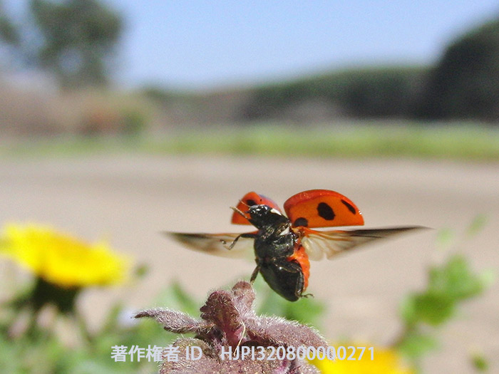 ナナホシテントウの飛翔　Coccinella septempunctata