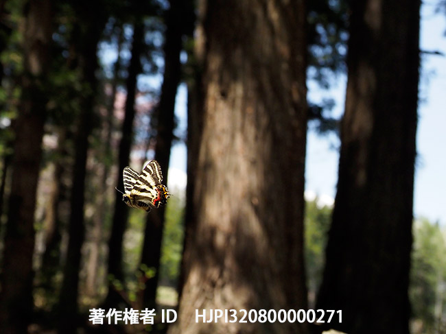 飛び回るギフチョウ　Luehdorfia japonica
