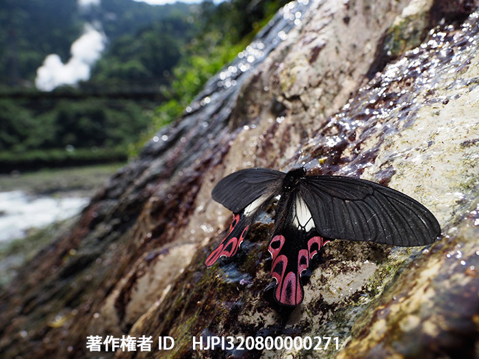 フトオアゲハ　Papilio（Agehana） maraho