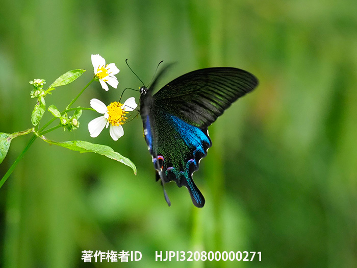 ヤエヤマカラスアゲハ　Papilio bianor