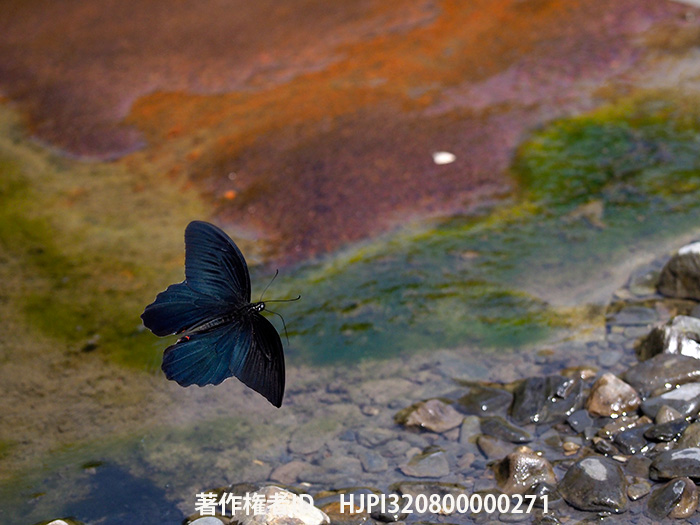 台湾のクロアゲハ　Papilio protenor