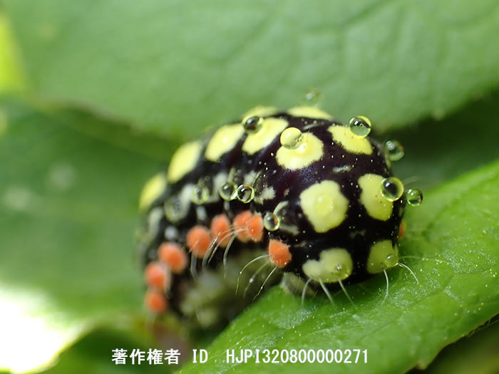 シロシタホタルガの幼虫　 Neochalcosia remota 