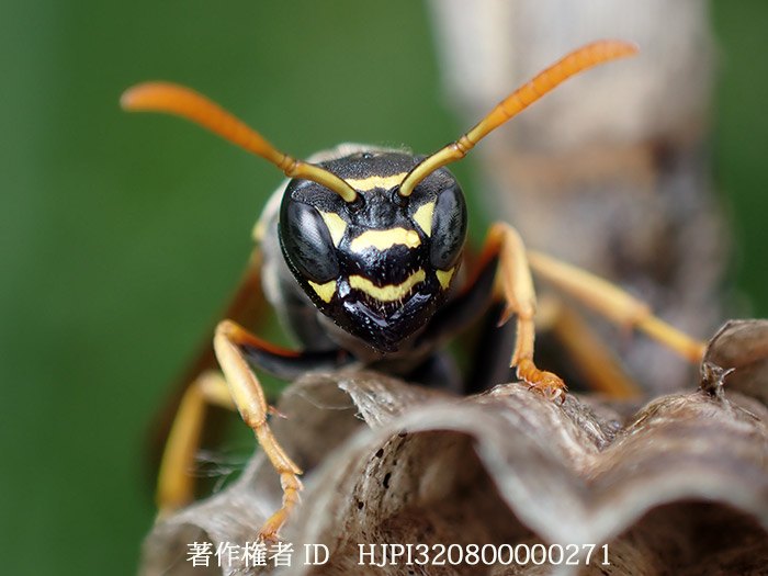 フタモンアシナガバチ　 Polistes chinensis 