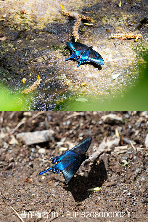 ミヤマカラスアゲハ　Papilio maackii