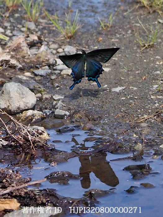 カラスアゲハ　Papilio dehaanii