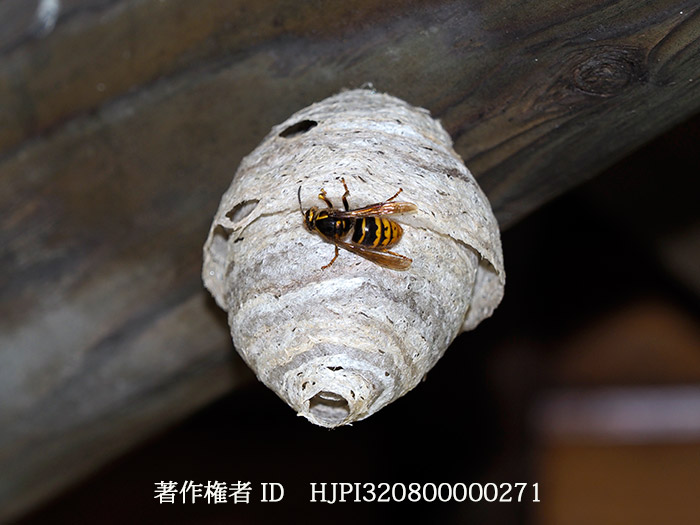 モンスズメバチの初期巣　Vespa crabro