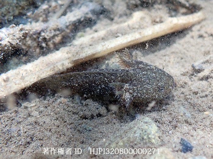 エゾサンショウウオの幼生　　Hynobius retardatus