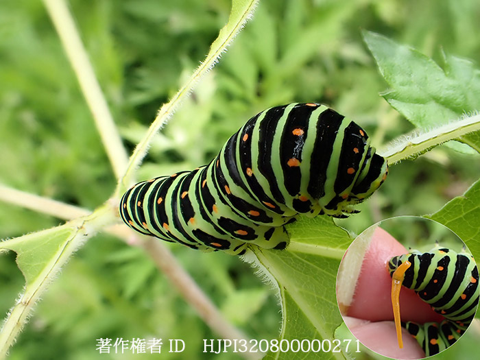 キアゲハの幼虫　　Papilio machaon