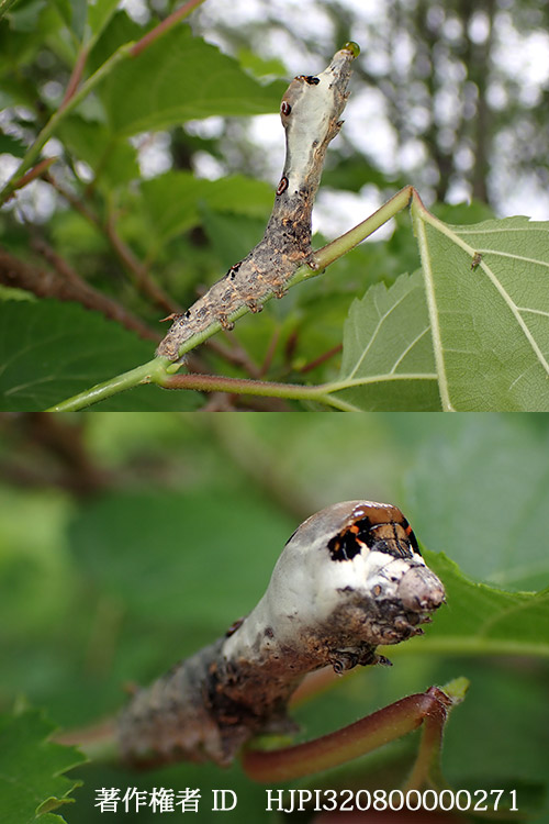 クワゴの幼虫　Bombyx mandarina
