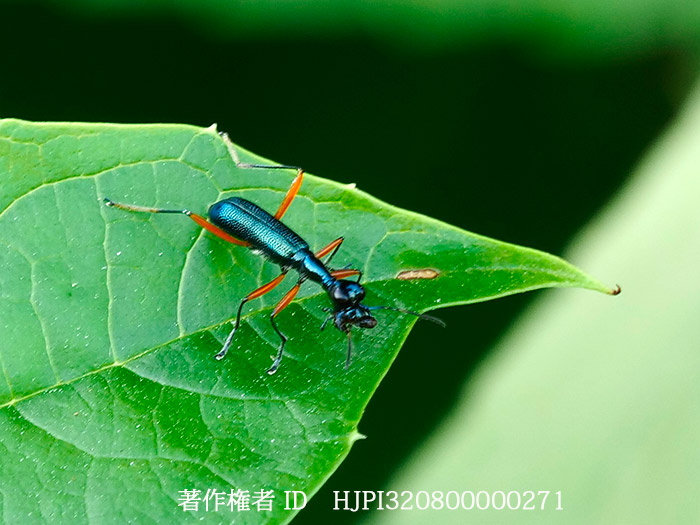 ハネナシハンミョウによく似た甲虫　Neocollyris sp.　