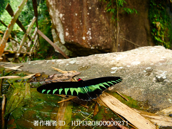 ボルネオのアカエリトリバネアゲハ　Trogonoptera brookiana brookiana 
