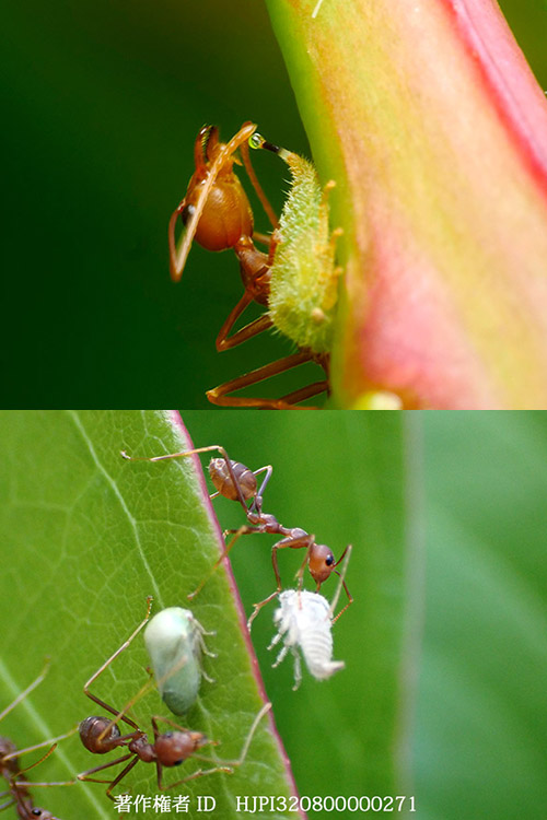 ツノゼミの幼虫から甘露をもらうツムギアリ　Weaver Ant & Treehopper