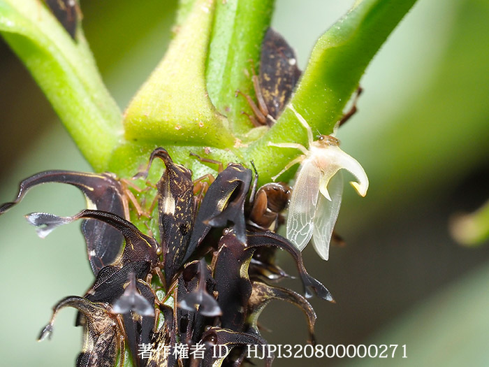 羽化したばかりのシロオビハタザオツノゼミ　Pyrgauchenia pendleburyi