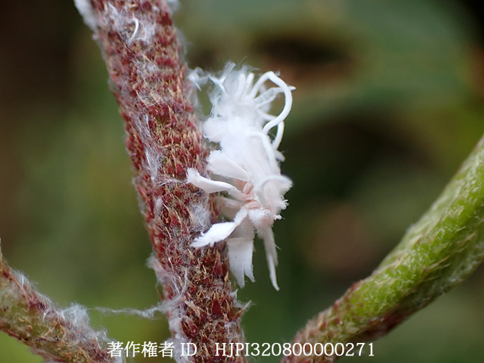 ハゴロモの奇怪な幼虫 Flatidae