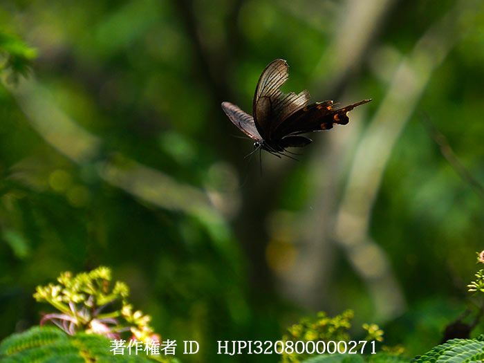 今頃カラスアゲハの春型　Papilio dehaanii