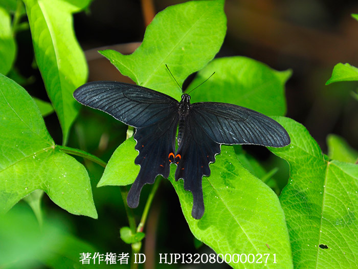 オナガアゲハ　Papilio macilentus