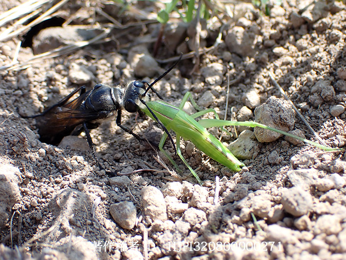 ヒメクサキリを狩るクロアナバチ　Sphex argentatus