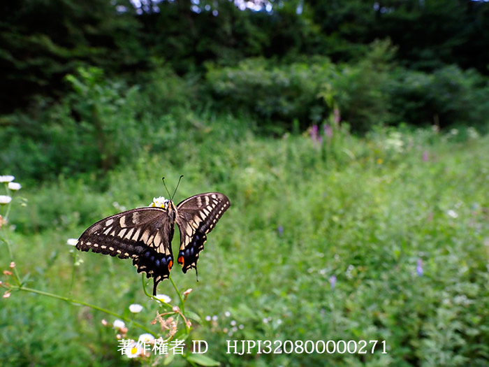 庭の草地で眠るキアゲハ　Papilio machaon