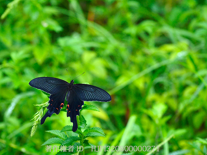 庭のオナガアゲハ　Papilio macilentus