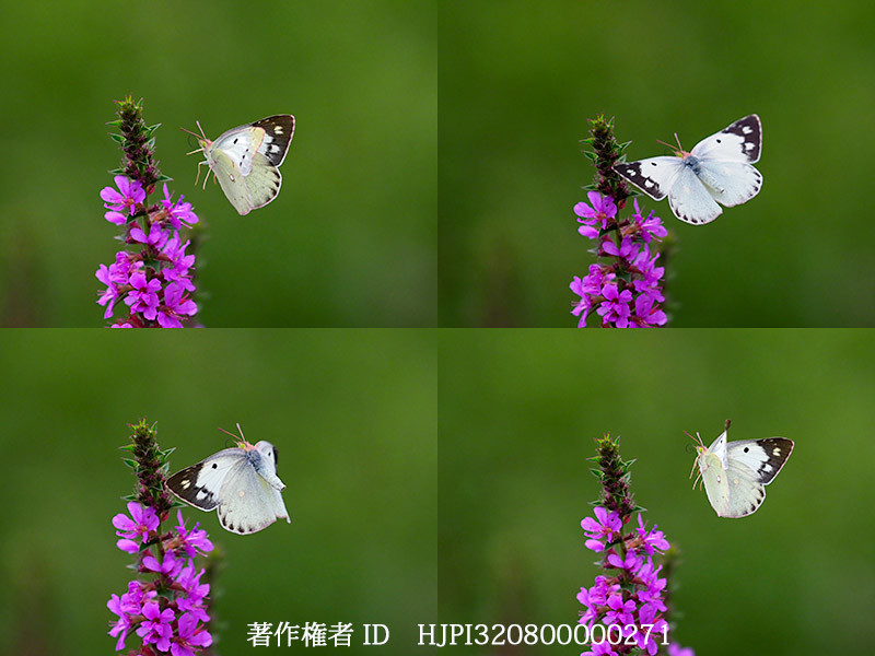 庭のモンキチョウの雌の飛翔をプロキャプチャーモードで　Colias erate