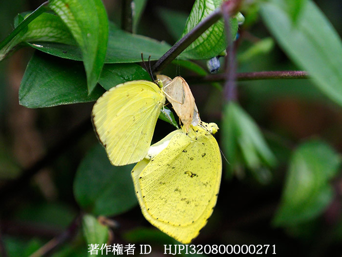 キチョウの交尾　Eurema mandarina