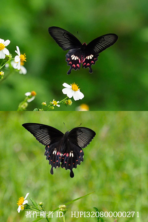ベニモンアゲハに擬態するシロオビアゲハ　Papilio polytes