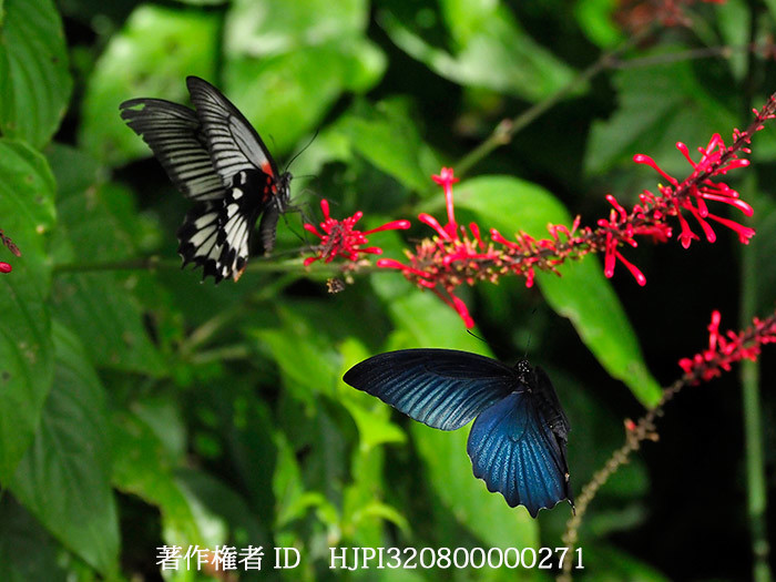 ナガサキアゲハの求愛　Papilio memnon