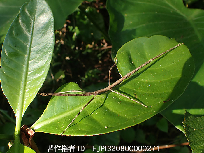 アマミナナフシ　Entoria okinawaensis