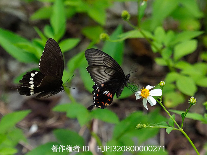 シロオビアゲハの求愛　Papilio polytes