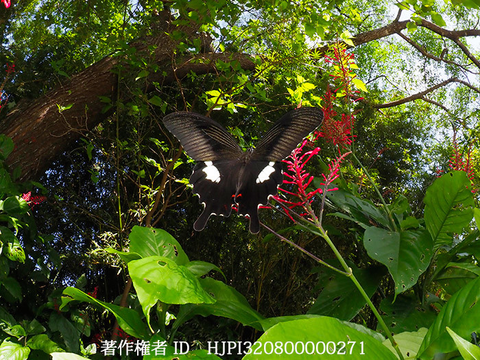 モンキアゲハ Papilio helenus