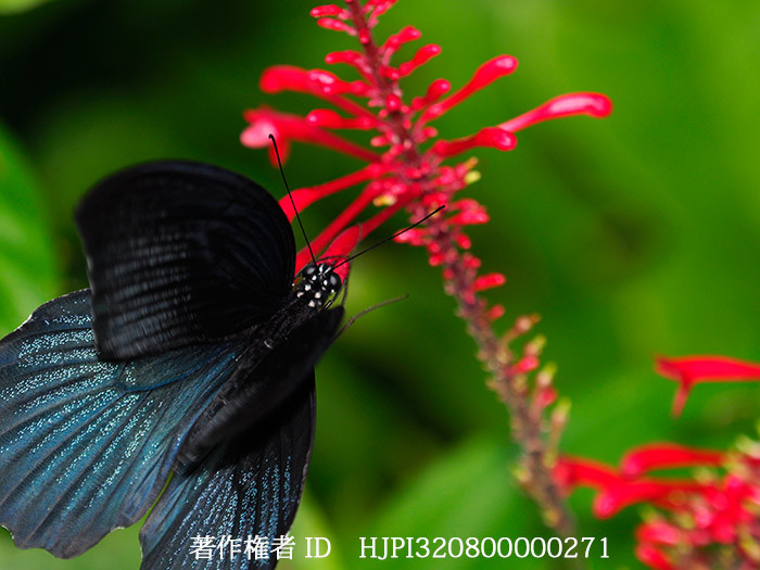 ナガサキアゲハをアップで撮る　　Papilio memnon