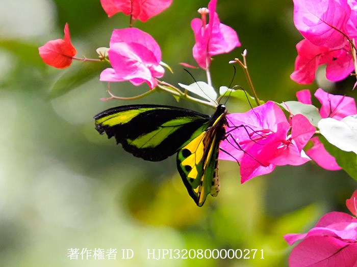 チトヌストリバネアゲハの♂ Ornithoptera tithonus - 海野和男の