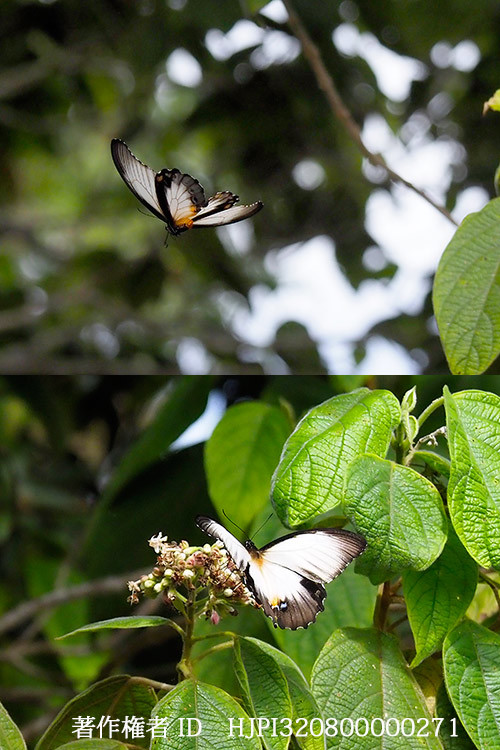 メスアカモンキアゲハの真っ白い型　Papilio aegeus f.onesimus
