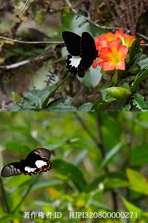 メスアカモンキアゲハのオスとメス　Papilio aegeus