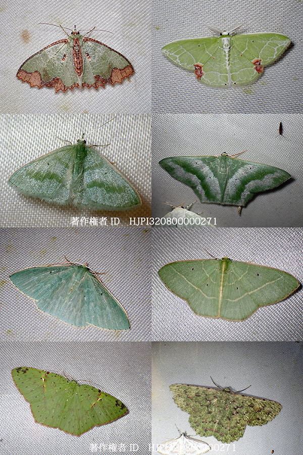 アオシャクいろいろ　Emerald Moths