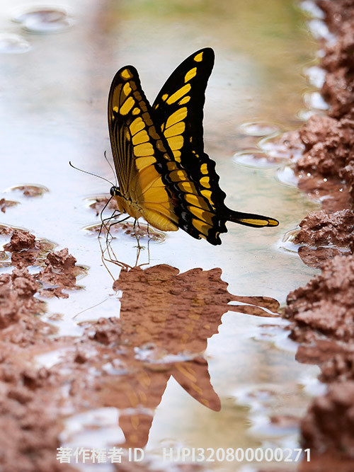 タスキアゲハの吸水　Papilio thoas