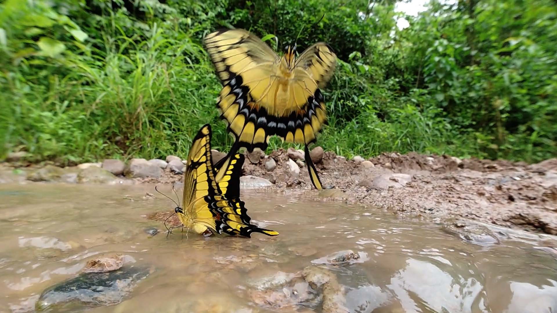 Osmo　actionでタスキアゲハの吸水を撮る　Papilio thoas