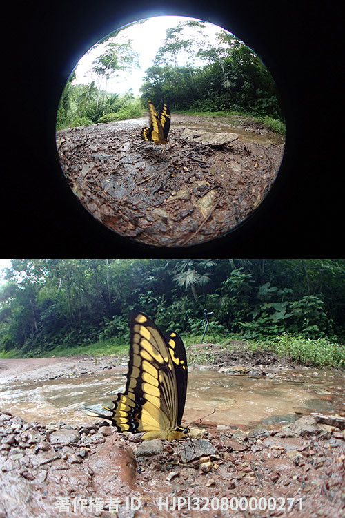 タスキアゲハの吸水をTG-6にフイッシュアイコンバーターで　Papilio thoas