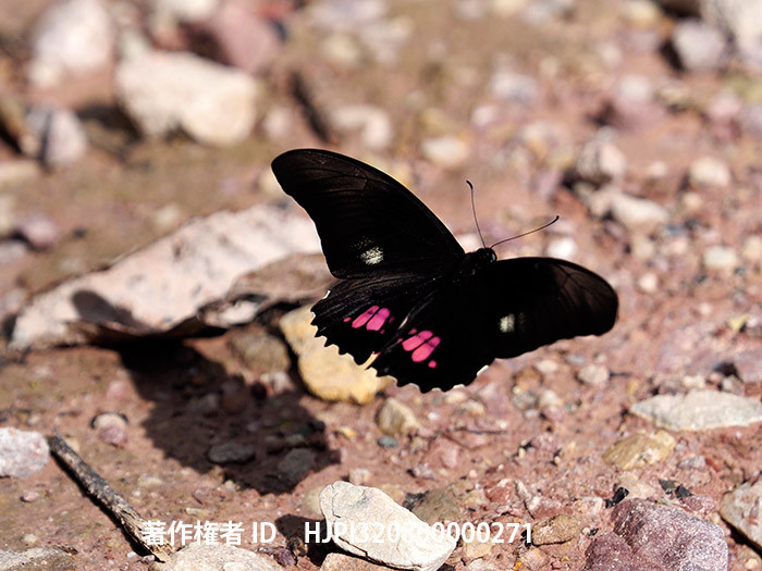 ベニモンクロアゲハの飛翔　Papilio anchisiades