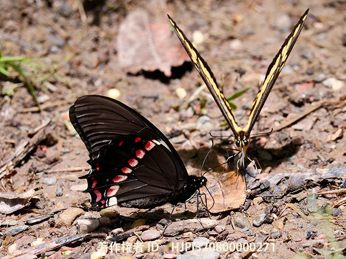 キオビミツオアゲハ　Papilio menatius