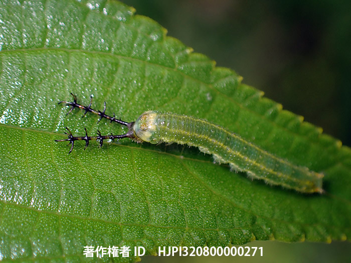 ウラモジタテハの幼虫　Diaethria clymena