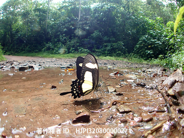 キオビアゲハをTG-6にFishuueyeコンバーターで Papilio torquatus