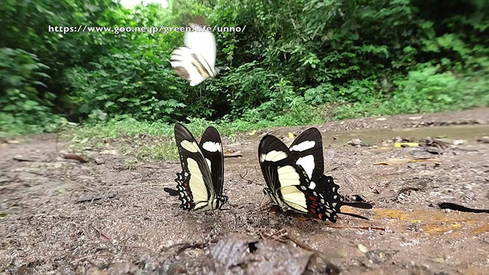 キオビアゲハをOsmo Actionで Papilio torquatus