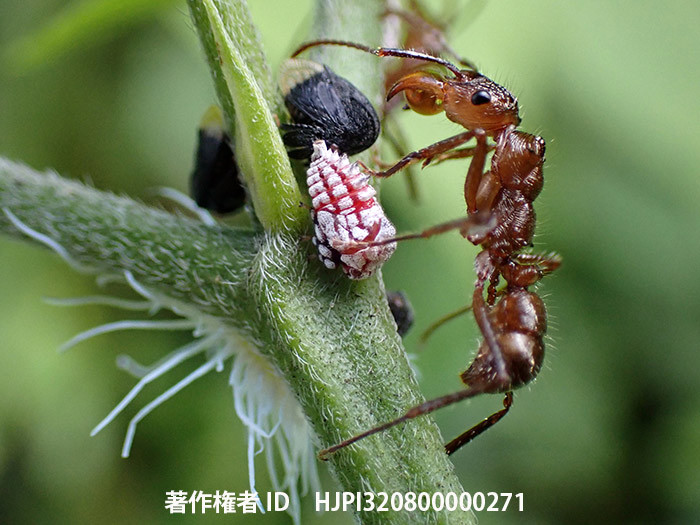 極小のツノゼミと大きなアリ