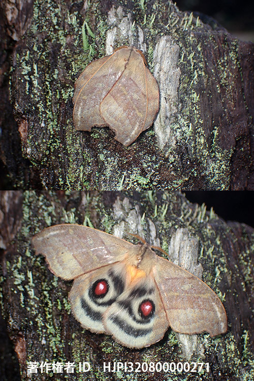 カレハメダマヤママユの一種　Hyperchiria sp.