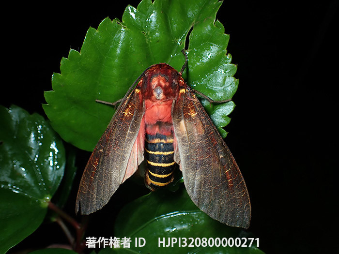 ハチに似たガ　waasp mimic moth